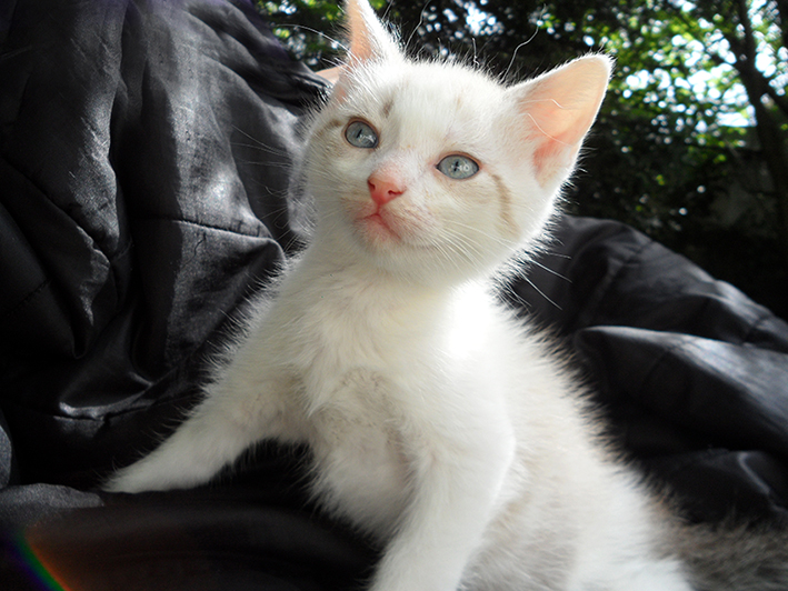 silver siamese tabby