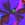 Doris Norton darkblue flower